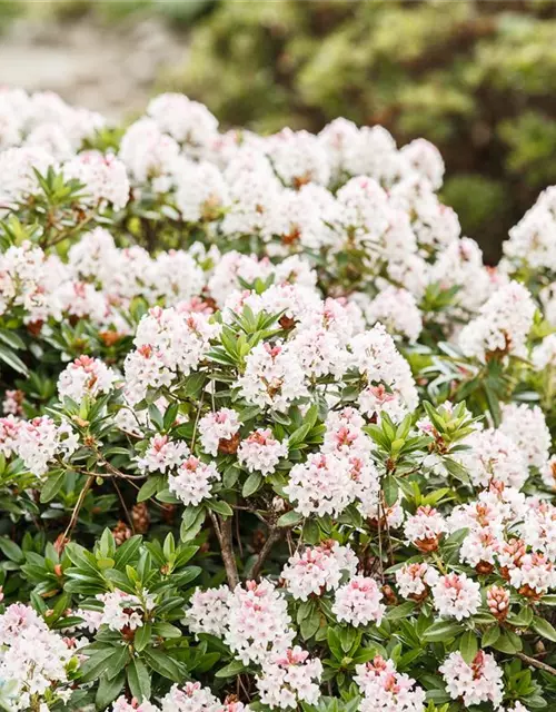 Rhododendron 'Bloombux'® - Hecke