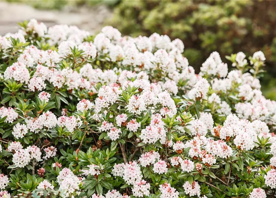 Rhododendron 'Bloombux'® - Hecke