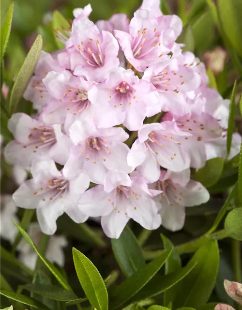 Rhododendron 'Bloombux'® - Hecke