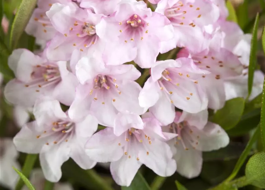 Rhododendron 'Bloombux'® - Hecke