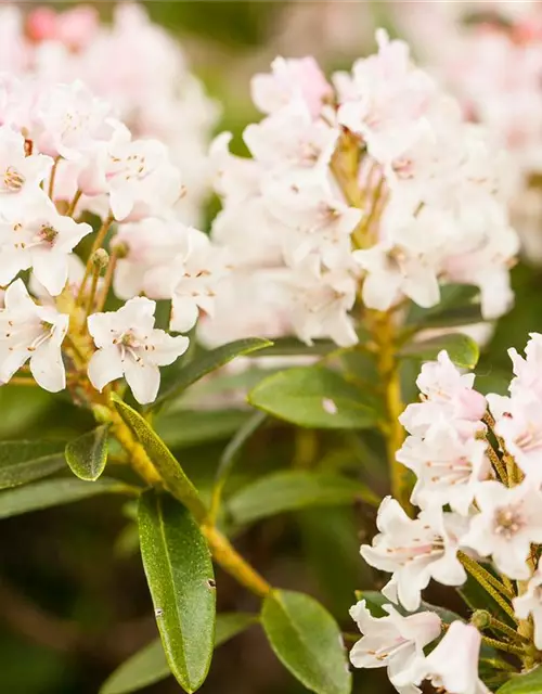 Rhododendron 'Bloombux'® - Hecke