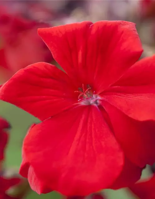 Pelargonium zonale