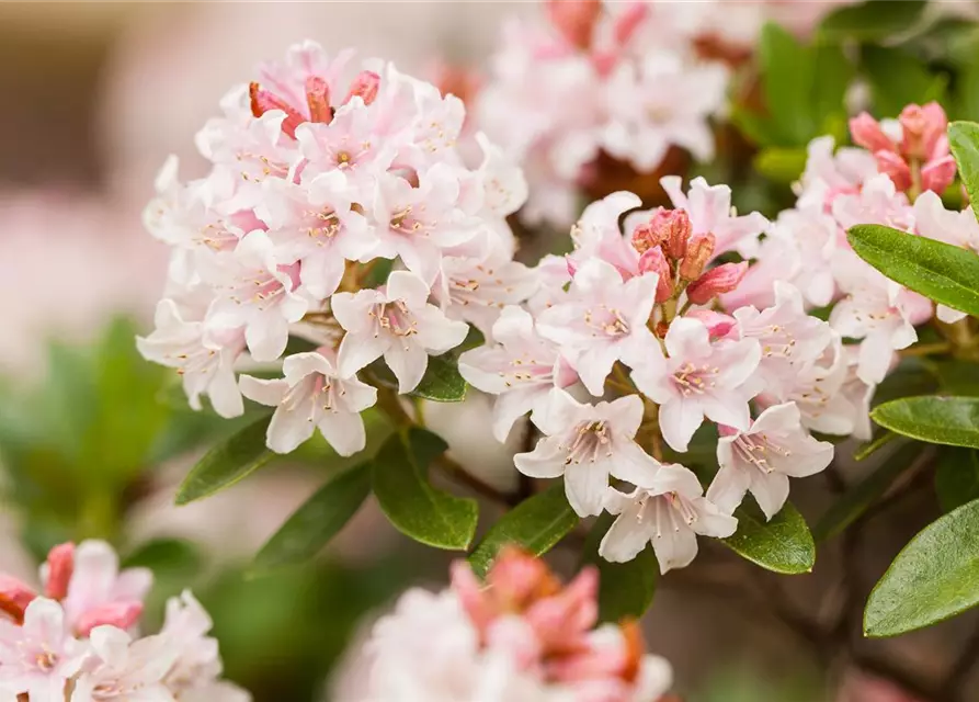 Rhododendron 'Bloombux'® - Hecke