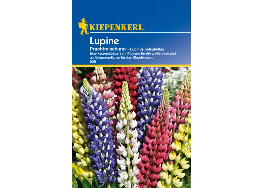 Garten-Lupine 'Prachtmischung'