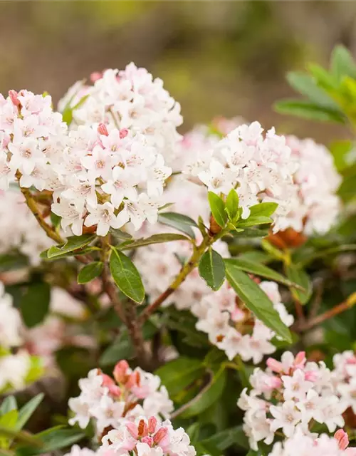 Rhododendron 'Bloombux'® - Hecke