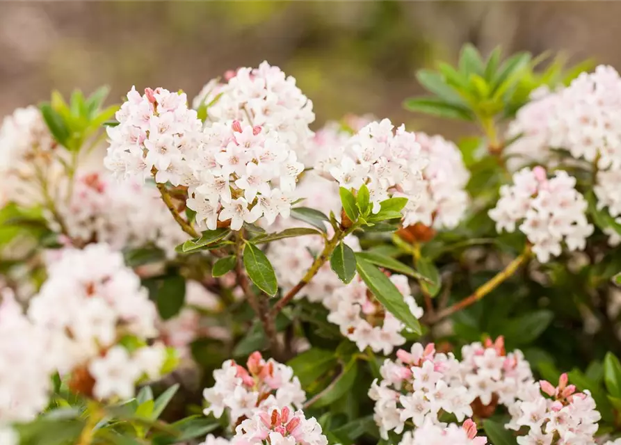 Rhododendron 'Bloombux'® - Hecke