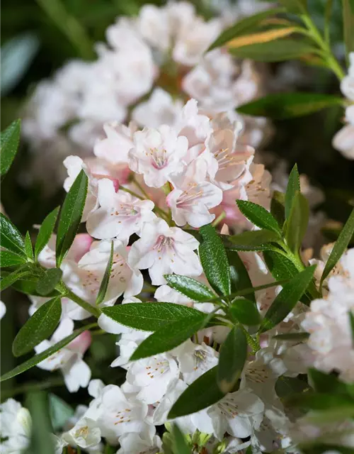 Rhododendron 'Bloombux'® - Hecke