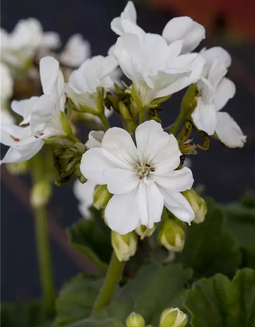 Pelargonium zonale