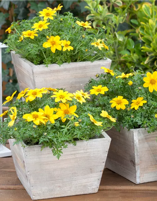 Bidens ferulifolia