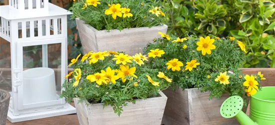 Bidens ferulifolia