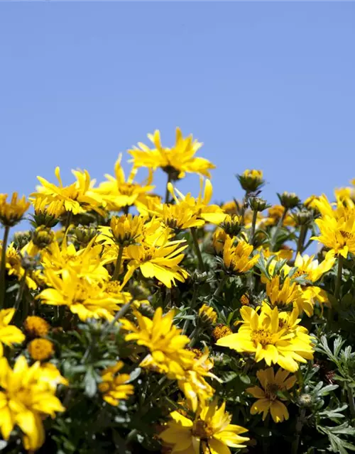 Bidens ferulifolia