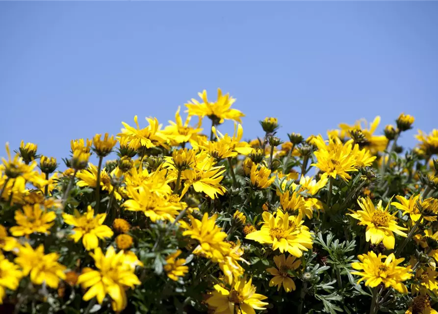 Bidens ferulifolia