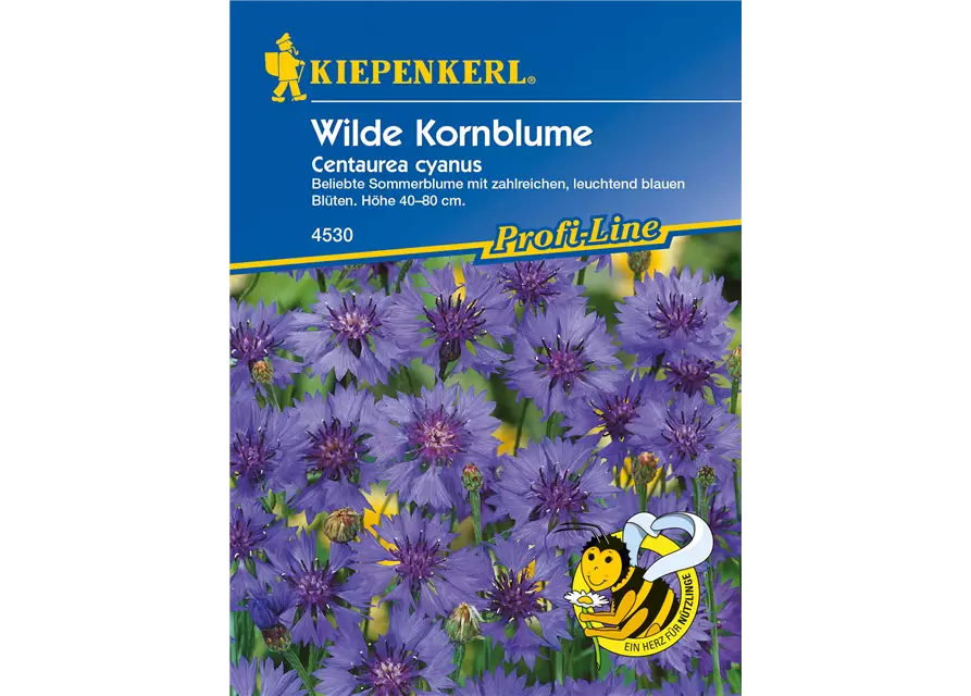 Kornblume