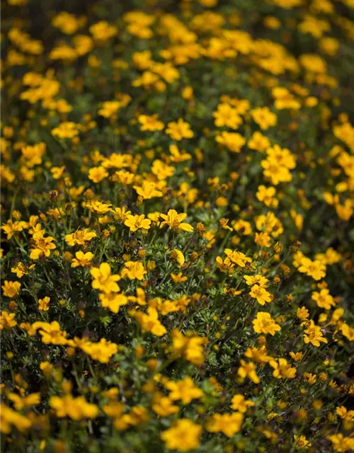 Bidens ferulifolia