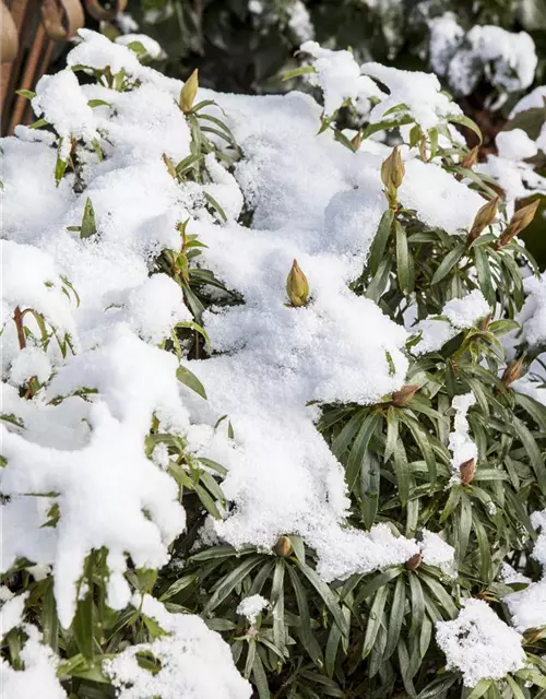 Pontischer Rhododendron 'Graziella' - Hecke