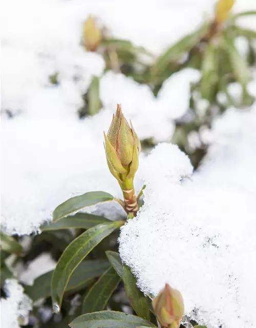 Pontischer Rhododendron 'Graziella' - Hecke