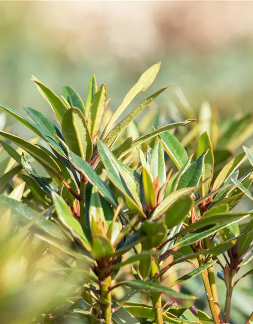 Pontischer Rhododendron 'Graziella' - Hecke