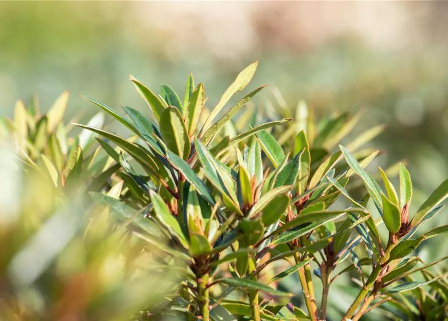 Pontischer Rhododendron 'Graziella' - Hecke