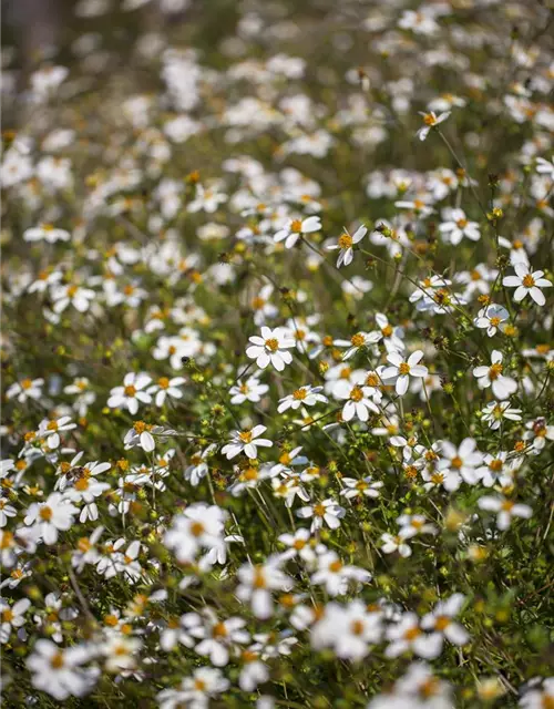 Bidens ferulifolia