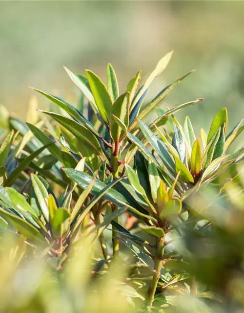 Pontischer Rhododendron 'Graziella' - Hecke