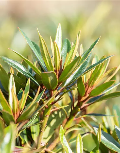 Pontischer Rhododendron 'Graziella' - Hecke