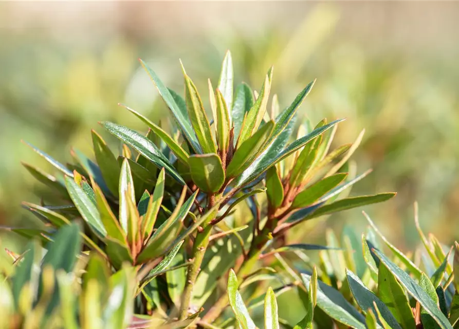 Pontischer Rhododendron 'Graziella' - Hecke