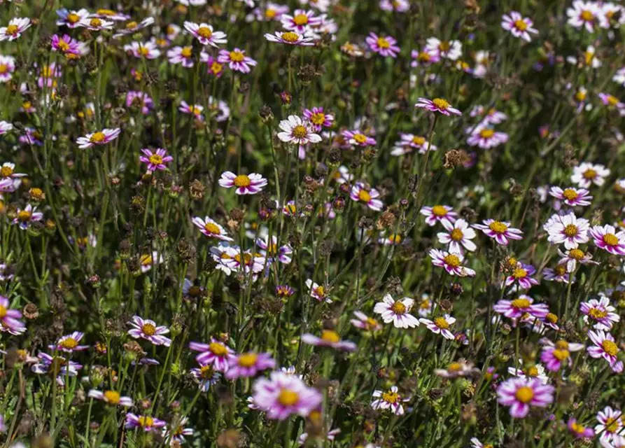 Bidens ferulifolia