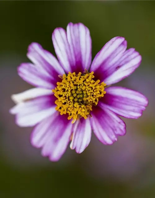 Bidens ferulifolia