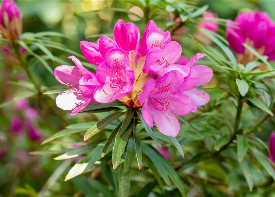 Pontischer Rhododendron 'Graziella' - Hecke