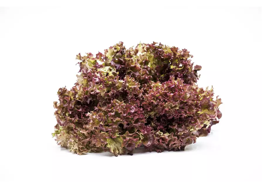 Pflücksalat 'Lollo rosso'