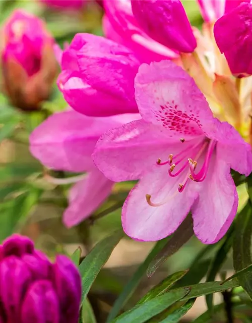 Pontischer Rhododendron 'Graziella' - Hecke