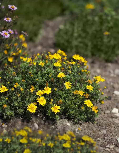 Bidens ferulifolia