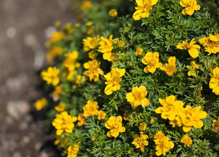 Bidens ferulifolia