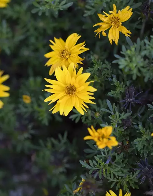 Bidens ferulifolia