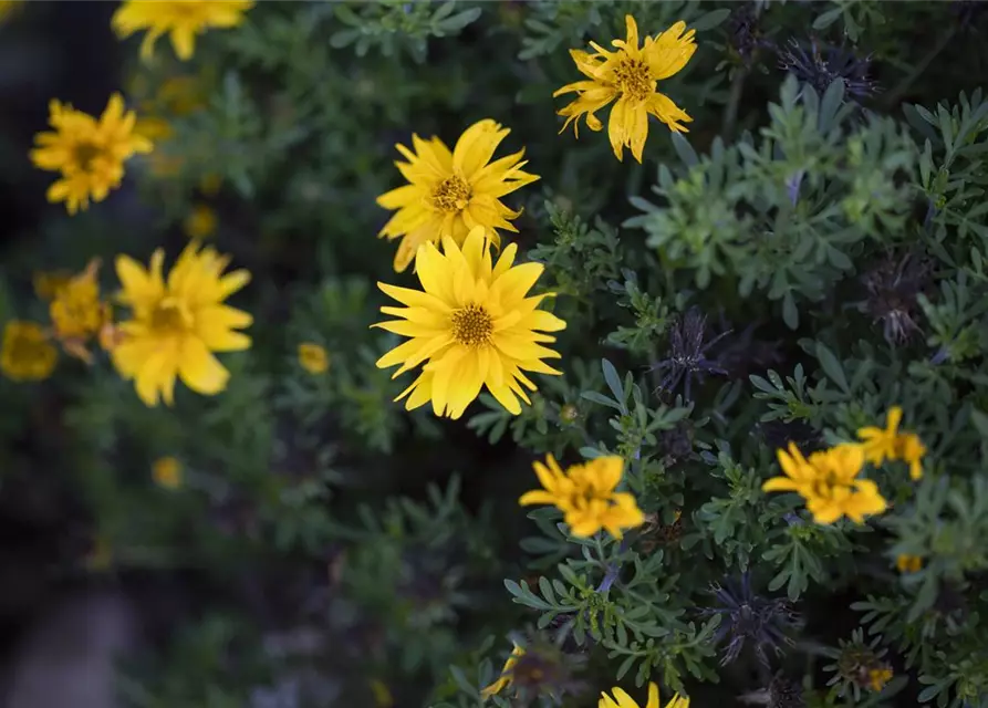 Bidens ferulifolia