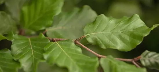 Rotbuchen-Hecke