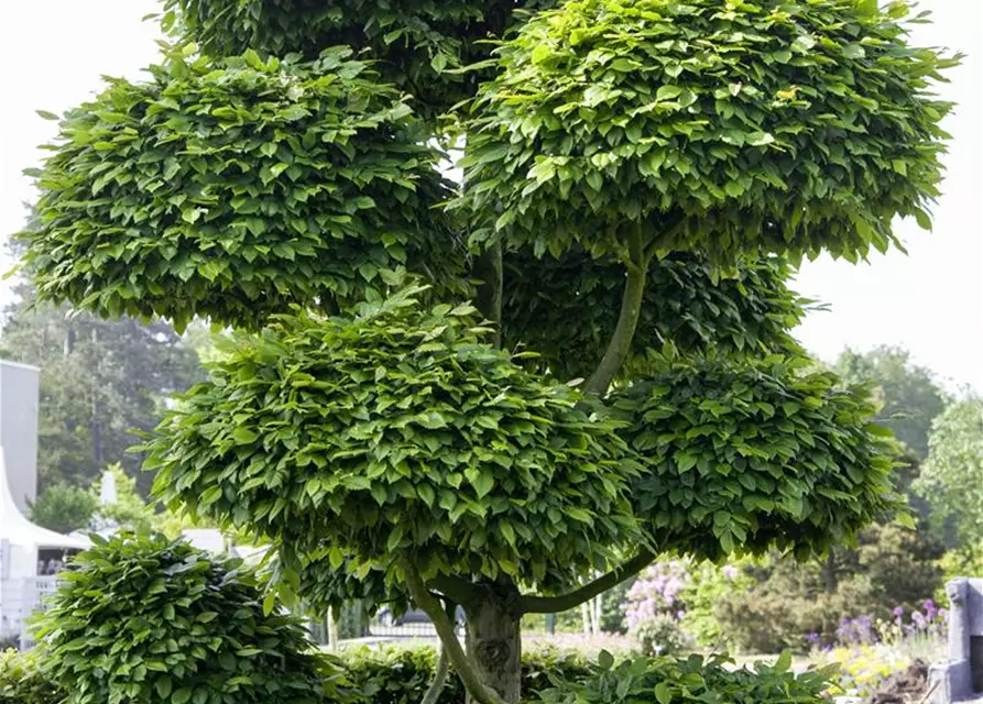 Rotbuchen-Hecke