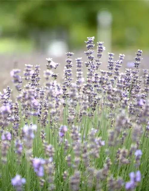 Lavendel