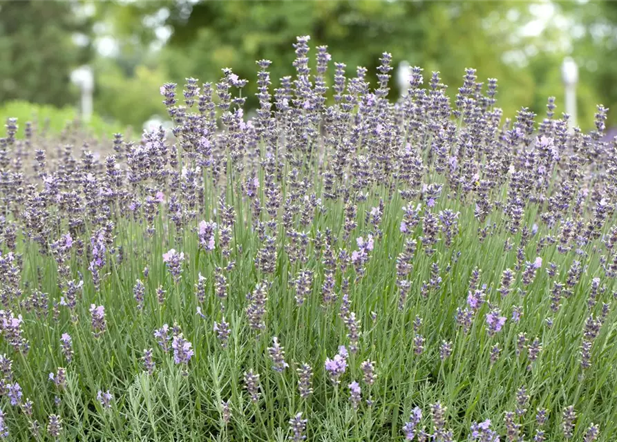 Lavendel