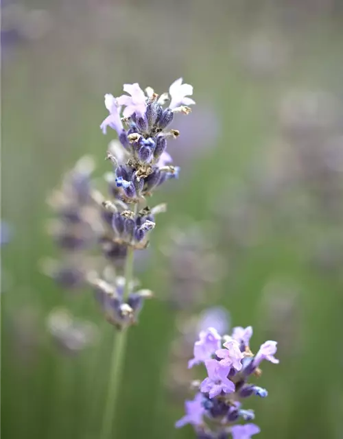 Lavendel