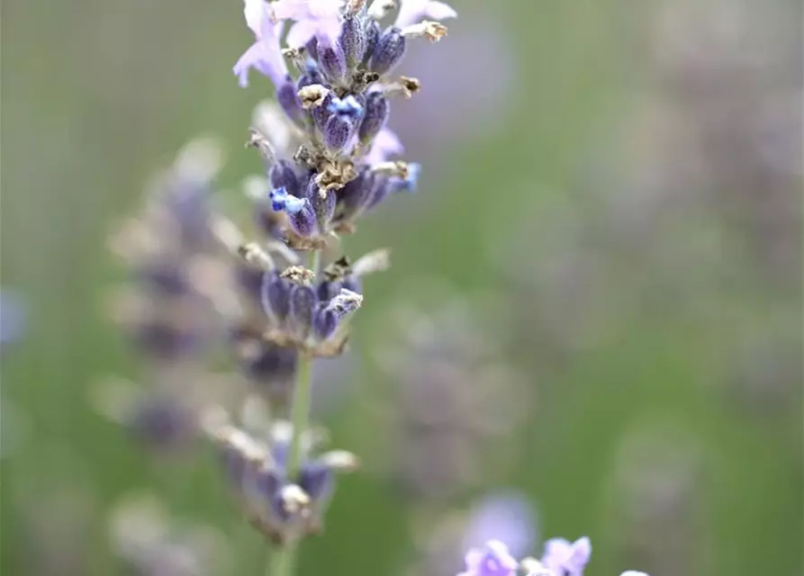 Lavendel