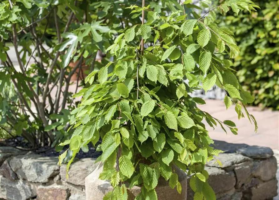 Rotbuchen-Hecke