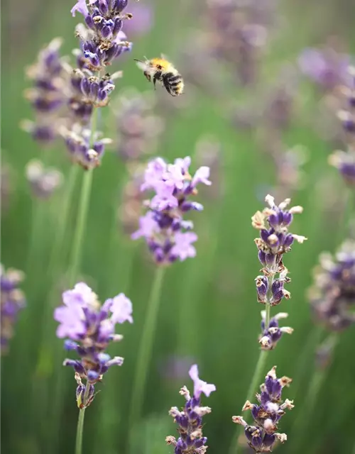 Lavendel