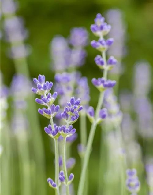 Lavendel