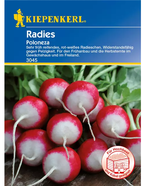 Radieschen 'Poloneza'