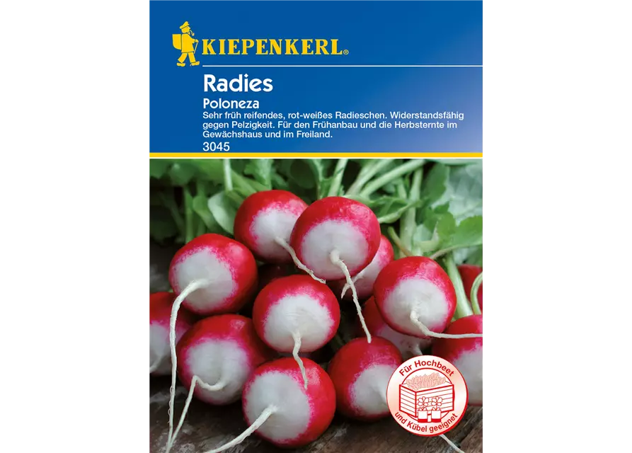 Radieschen 'Poloneza'