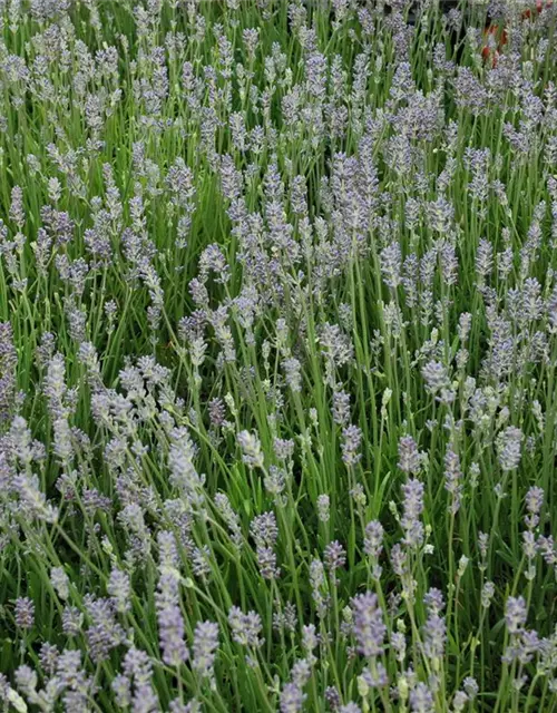 Lavendel