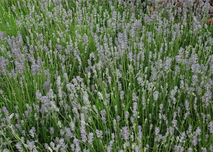 Lavendel