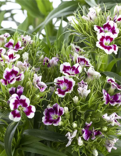 Dianthus barbatus