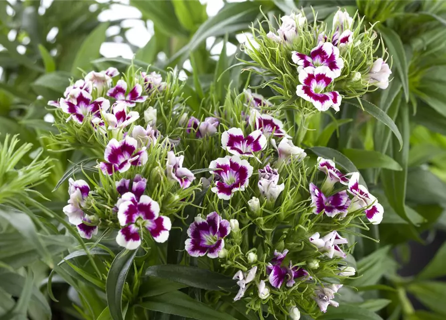 Dianthus barbatus